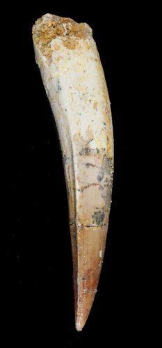 Spinosaurus Tooth - Nice Tip & Root Section #52014